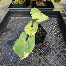 Load image into Gallery viewer, Syngonium Mango Allusion, Orm Thong, Exact Plant Variegated Ships Nationwide