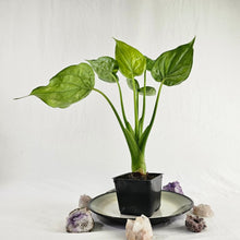 Load image into Gallery viewer, Alocasia Cucullata, Exact Plant Variegated