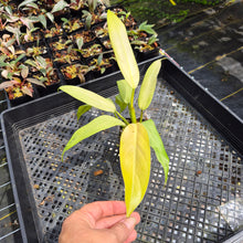 Load image into Gallery viewer, Philodendron Whipple Way Variegated exact plant, Fedex 2day*