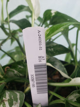 Load image into Gallery viewer, Epipremnum Pinnatum Albo, Exact Plant Variegated