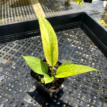 Load image into Gallery viewer, Anthurium Vittarifolium Variegated 2.5" Pot, Fedex 2 day*