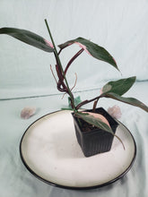 Load image into Gallery viewer, Pink Princess, exact plant, variegated Philodendron, ships nationwide