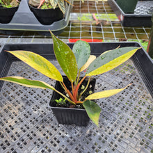 Load image into Gallery viewer, Philodendron Red Congo, Exact Plant Variegated Ships Nationwide