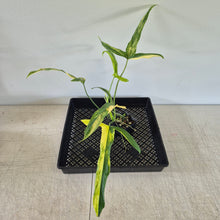 Load image into Gallery viewer, Philodendron Holtonianum Variegated exact plant, Fedex 2day*
