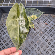 Load image into Gallery viewer, Alocasia Sedenii Aurea Variegated exact plant, Fedex 2day*