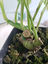 Load image into Gallery viewer, Tetrasperma, exact plant, variegated Rhaphidophora, ships nationwide