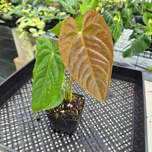 Load image into Gallery viewer, Anthurium Moodeanum x Veitchii, exact plant, Fedex 2day*