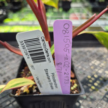 Load image into Gallery viewer, Philodendron Strawberry Shake Variegated exact plant, Fedex 2day*