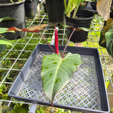 Load image into Gallery viewer, Philodendron Dark Lord, Exact Plant Ships Nationwide