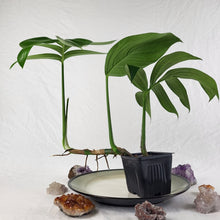 Load image into Gallery viewer, Rhaphidophora Decursiva, Exact Plant Dragon Tail Ships Nationwide