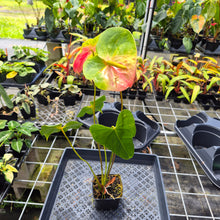 Load image into Gallery viewer, Anthurium Anuenue Obake Bicolor pink/green Fedex 2day