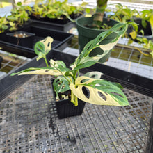 Load image into Gallery viewer, Monstera Adansonii Laniata Albo, Exact Plant Variegated Ships Nationwide