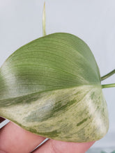 Load image into Gallery viewer, Hederaceum Heart Leaf, exact plant, variegated Philodendron, ships nationwide