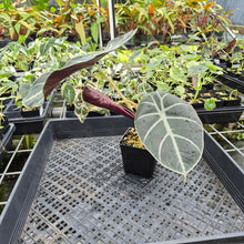 Load image into Gallery viewer, Alocasia Longiloba Grandis x Sanderiana 'Mark Campbell' exact plant, Fedex 2day*