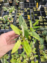 Load image into Gallery viewer, Alocasia lauterbachiana variegated 2.5" pot, Fedex 2day*