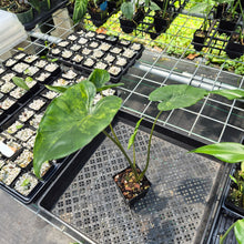Load image into Gallery viewer, Alocasia Macrorrhiza Shock Treatment Variegated exact plant, Fedex 2day*
