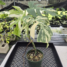 Load image into Gallery viewer, Monstera Borsigiana Albo Deliciosa Variegated exact plant, Fedex 2day