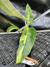 Load image into Gallery viewer, Philodendron Jose Buono, Exact Plant Variegated Ships Nationwide