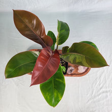 Load image into Gallery viewer, Philodendron Red Moon, Exact Plant Variegated