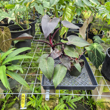 Load image into Gallery viewer, Philodendron Pink Princess, Exact Plant Variegated Ships Nationwide