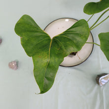 Load image into Gallery viewer, Anthurium Brownii Large Shipped Nationwide