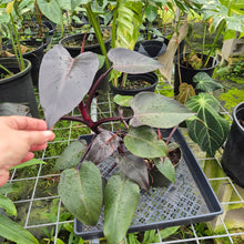 Load image into Gallery viewer, Philodendron Pink Princess, Exact Plant Variegated Ships Nationwide