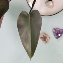 Load image into Gallery viewer, Philodendron Majesty Shipped Nationwide
