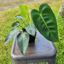 Load image into Gallery viewer, Philodendron Cordatum Kunth, Exact Plant Ships Nationwide