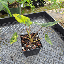 Load image into Gallery viewer, Alocasia scalprum Aurea, Exact Plant Ships Nationwide