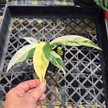 Load image into Gallery viewer, Rhaphidophora Lobbii, Exact Plant Variegated Ships Nationwide