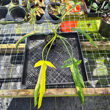 Load image into Gallery viewer, Philodendron Holtonianum Variegated, Exact Plant Ships Nationwide