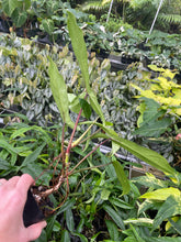 Load image into Gallery viewer, Philodendron 69686 Bette Waterbury 2.5" pot, Fedex 2day*