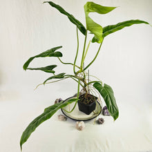 Load image into Gallery viewer, Philodendron Thaumatophylum Stenolobum, Exact Plant Large