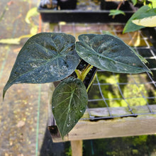 Load image into Gallery viewer, Alocasia Wentii Pink Splash Variegated 4" pot, Fedex 2day*