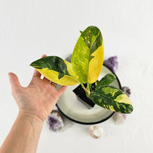 Load image into Gallery viewer, Philodendron Green Congo Nuclear, Exact Plant Variegated