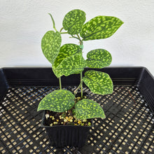 Load image into Gallery viewer, Scindapsus Snake Scale exact plant, Fedex 2day*