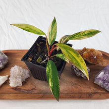 Load image into Gallery viewer, Philodendron Strawberry Shake, Exact Plant Variegated Ships Nationwide