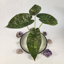 Load image into Gallery viewer, Alocasia Wentii, Exact Plant Variegated
