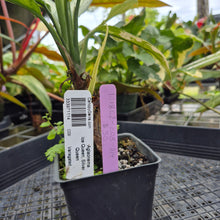 Load image into Gallery viewer, Aglaonema Ice Queen, Silver Queen, Exact Plant Variegated Ships Nationwide