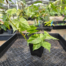 Load image into Gallery viewer, Philodendron Hederaceum, Heart Leaf, Exact Plant Variegated Triple plant pot Ships Nationwide