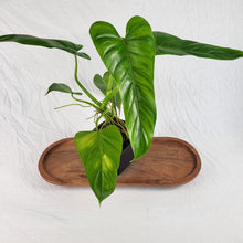 Load image into Gallery viewer, Philodendron Deflexum, Exact Plant