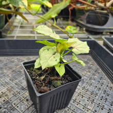 Load image into Gallery viewer, Syngonium Green Splash, Exact Plant Variegated Ships Nationwide