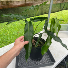 Load image into Gallery viewer, Philodendron Thaumatophyllum Goeldii X Selloum "African Fantasy, Exact Plant