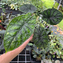 Load image into Gallery viewer, Alocasia Dragon Scale Mint, lower variegation 4" pot, Fedex 2day*