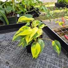 Load image into Gallery viewer, Philodendron Burle Marx, Exact Plant Variegated Ships Nationwide