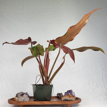 Load image into Gallery viewer, Philodendron Orange Marmalade, Autumn Queen 4" pot, Fedex 2 day*