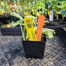 Load image into Gallery viewer, Epipremnum Pinnatum Marble, Exact Plant Variegated Ships Nationwide