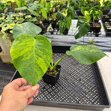 Load image into Gallery viewer, Monstera Borsigiana Aurea Variegated exact plant, Fedex 2day*