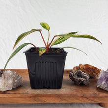 Load image into Gallery viewer, Philodendron Strawberry Shake, Exact Plant Variegated Ships Nationwide