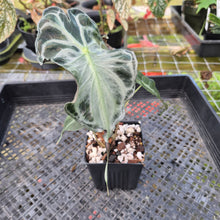 Load image into Gallery viewer, Alocasia Venom 4" pot, Fedex 2day*